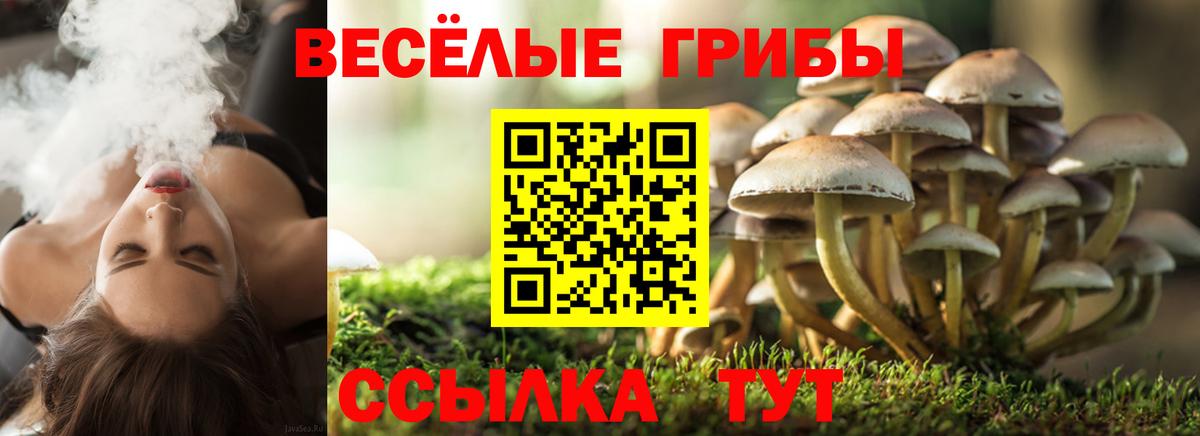Галлюциногенные грибы Cubensis Светлоград